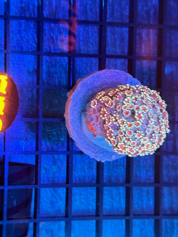 Episode 532 Live Sale Orange Tag #779 MULTI COLOR ALVEPORA COLONY