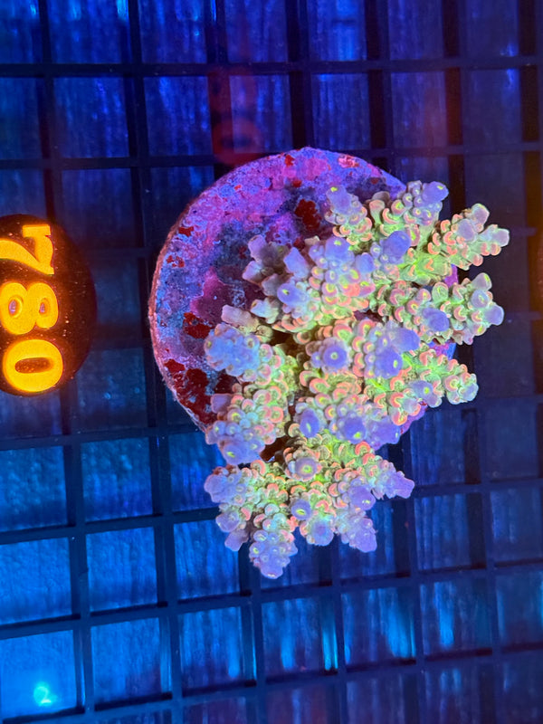 Episode 532 Live Sale Orange Tag #780 ACRO COLONY