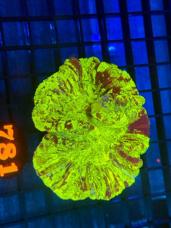 Episode 532 Live Sale Orange Tag #781 ULTRA WELLSO COLONY