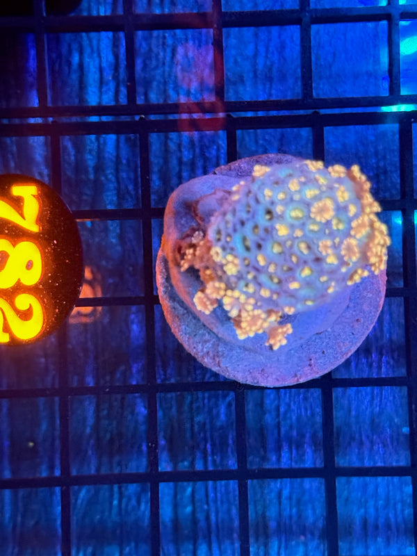 Episode 532 Live Sale Orange Tag #782 MULTI COLOR ALVEPORA COLONY