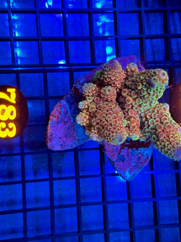 Episode 532 Live Sale Orange Tag #783 INDO ACRO COLONY