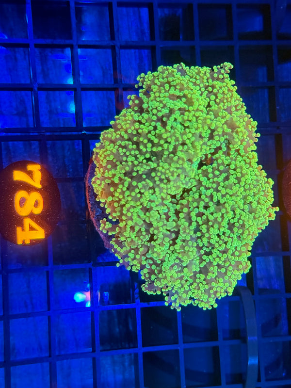 Episode 532 Live Sale Orange Tag #784 ULTRA FROGSPAWN COLONY