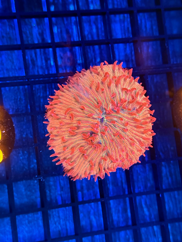 Episode 532 Live Sale Orange Tag #786 RAINBOW FUNGIA PLATE CORAL RARE