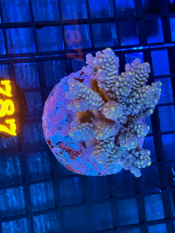 Episode 532 Live Sale Orange Tag #787 ACRO COLONY