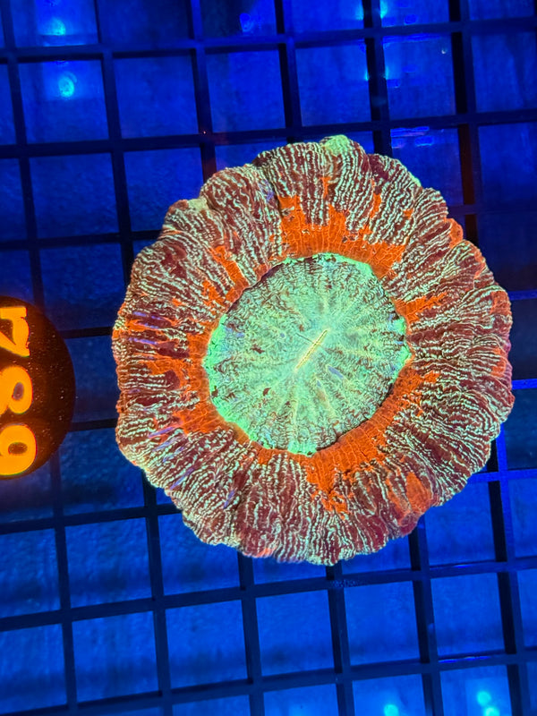 Episode 532 Live Sale Orange Tag #789 ULTRA WELLSO COLONY