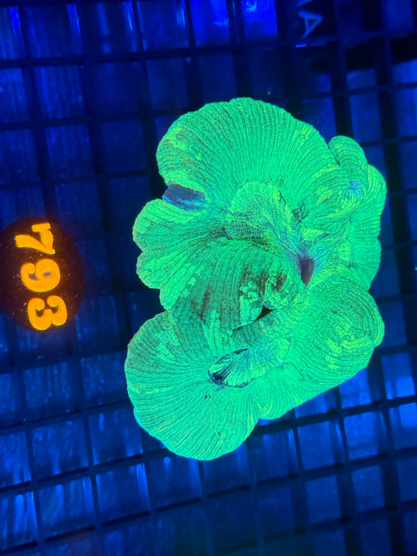 Episode 532 Live Sale Orange Tag #793 ULTRA WELLSO COLONY