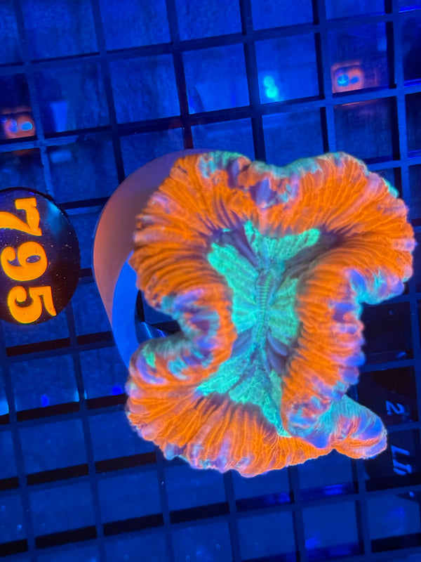 Episode 532 Live Sale Orange Tag #795 ULTRA TRACHY