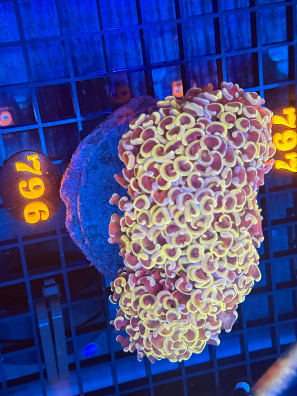 Episode 532 Live Sale Orange Tag #796 BICOLOR WALL HAMMER'