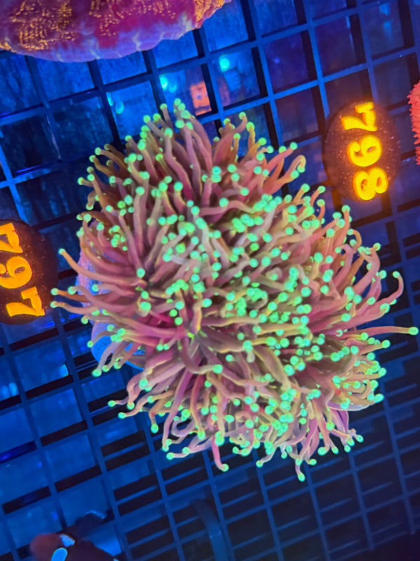 Episode 532 Live Sale Orange Tag #797 ULTRA DRAGON SOUL TORCH COLONY