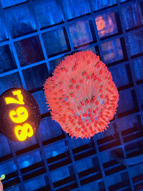 Episode 532 Live Sale Orange Tag #798 ULTRA FUNGIA PLATE CORAL RARE