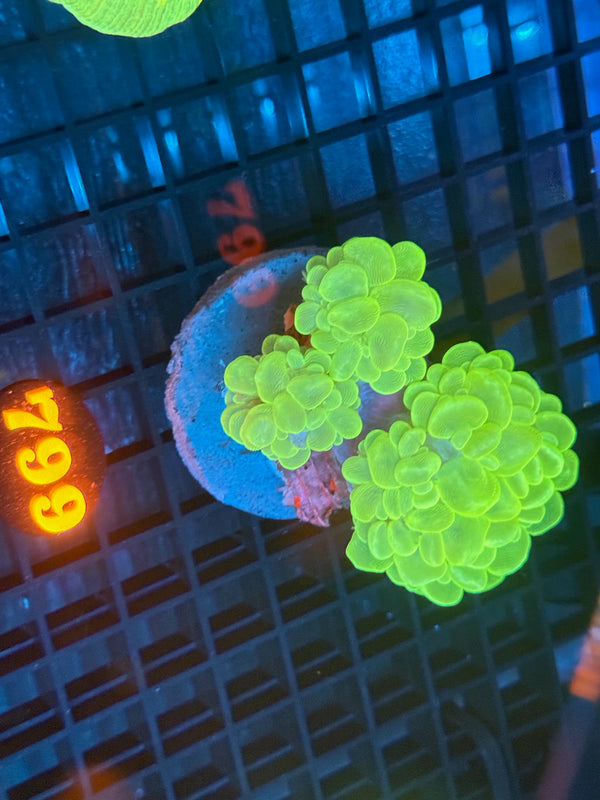 Episode 532 Live Sale Orange Tag #799 ULTRA GREEN BUBBLE CORAL