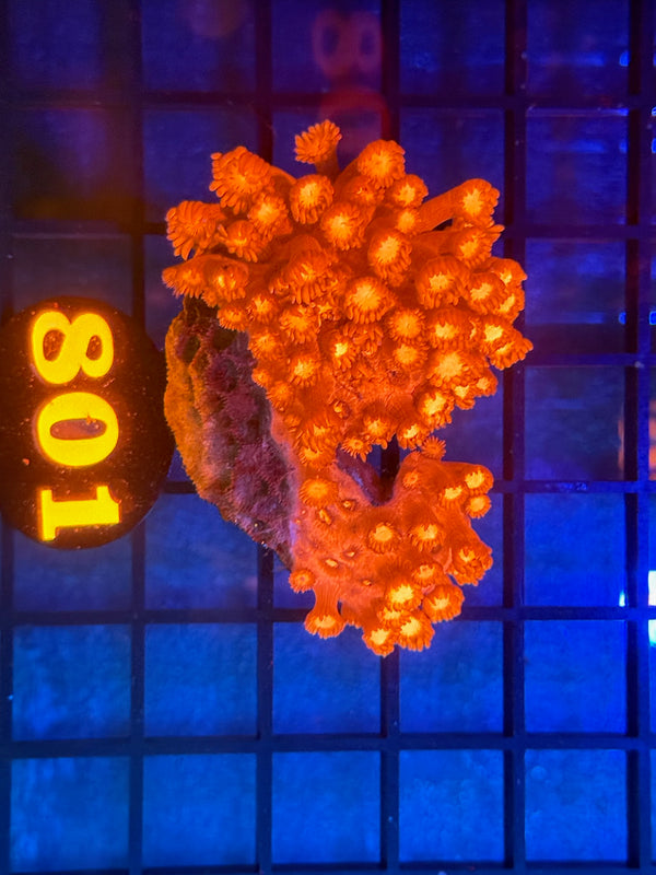 Episode 533 Live Sale Orange Tag #801 RED FLOWERPOT