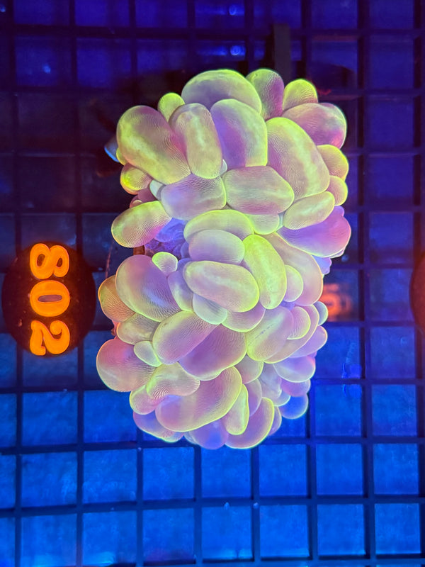 Episode 533 Live Sale Orange Tag #802 ULTRA TOXIC BUBBLE COLONY