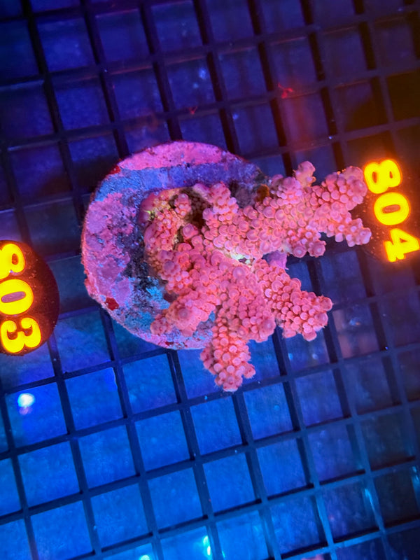 Episode 533 Live Sale Orange Tag #803 INDO ACRO COLONY