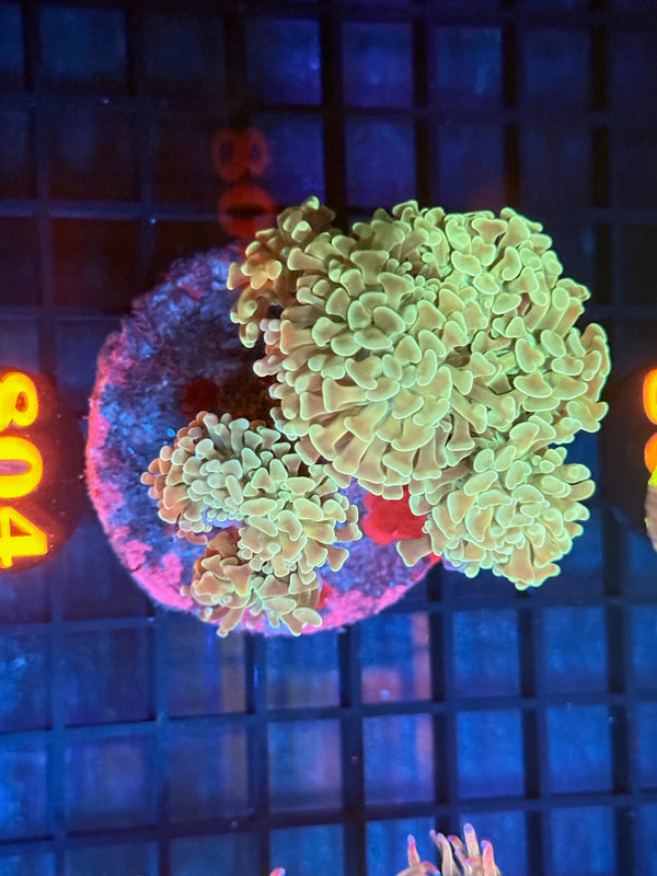 Episode 533 Live Sale Orange Tag #804 BI COLOR BRANCHING HAMMER COLONY