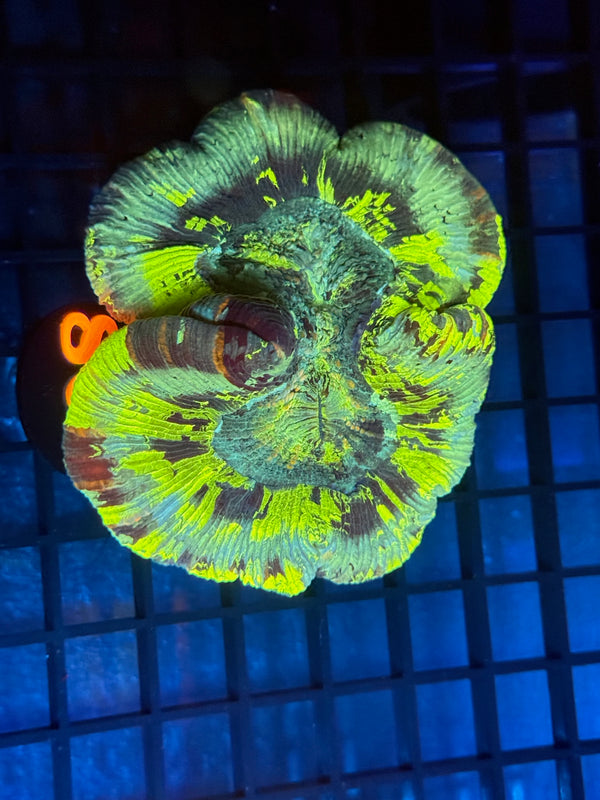 Episode 533 Live Sale Orange Tag #805 ULTRA WELLSO COLONY