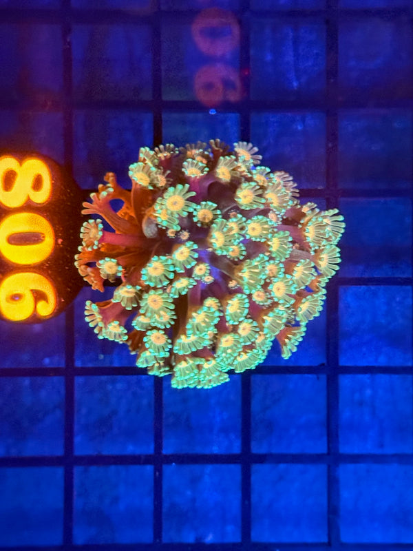 Episode 533 Live Sale Orange Tag #806 MULTI COLOR ALVEPORA COLONY