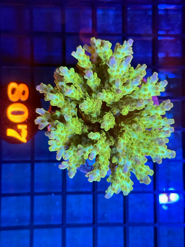 Episode 533 Live Sale Orange Tag #807 ACRO COLONY