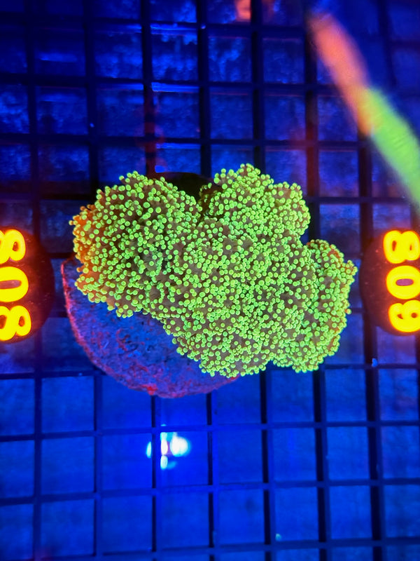 Episode 533 Live Sale Orange Tag #808 ULTRA FROGSPAWN COLONY