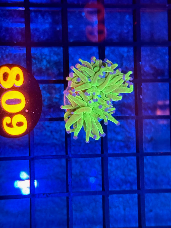 Episode 533 Live Sale Orange Tag #809 ULTRA TODDS TORCH