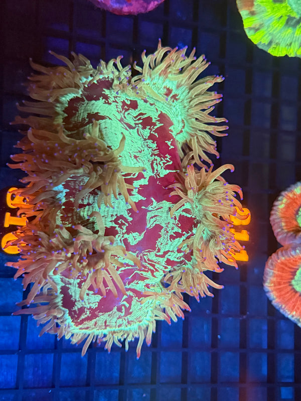 Episode 533 Live Sale Orange Tag #810 PURPLE TIP ELEGANCE COLONY