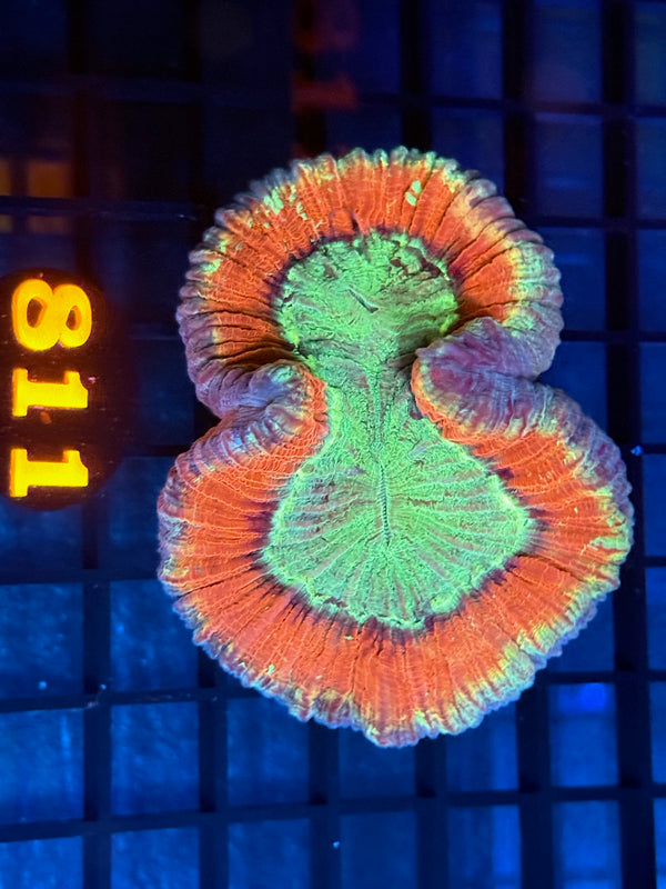 Episode 533 Live Sale Orange Tag #811 ULTRA WELLSO COLONY