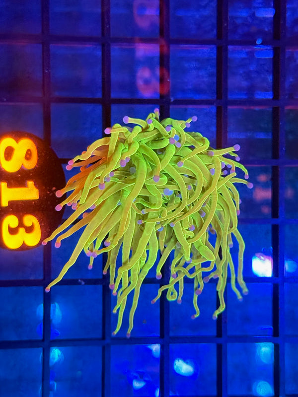 Episode 533 Live Sale Orange Tag #813 ULTRA TODDS TORCH