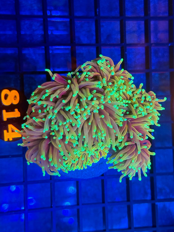 Episode 533 Live Sale Orange Tag #814 ULTRA DRAGON SOUL TORCH COLONY