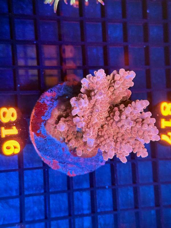 Episode 533 Live Sale Orange Tag #816 ACRO COLONY