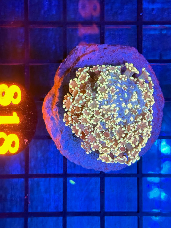 Episode 533 Live Sale Orange Tag #818 MULTI COLOR ALVEPORA COLONY