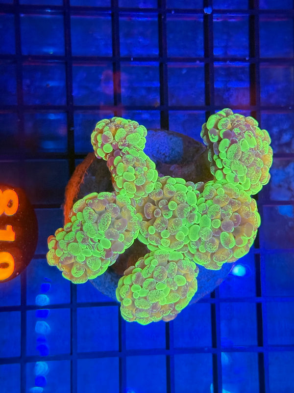 Episode 533 Live Sale Orange Tag #819 BI COLOR BRANCHING HAMMER COLONY