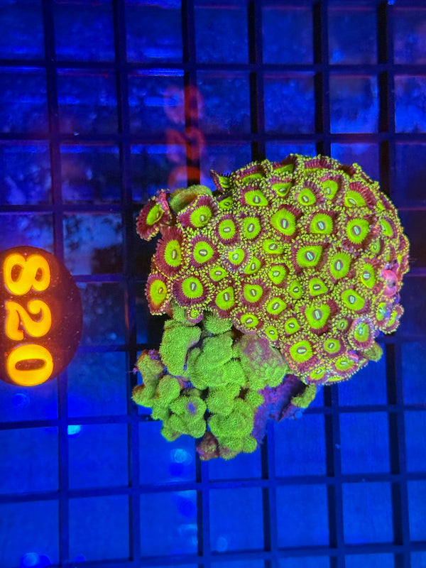 Episode 533 Live Sale Orange Tag #820 DESIGNER ZOA COLONY