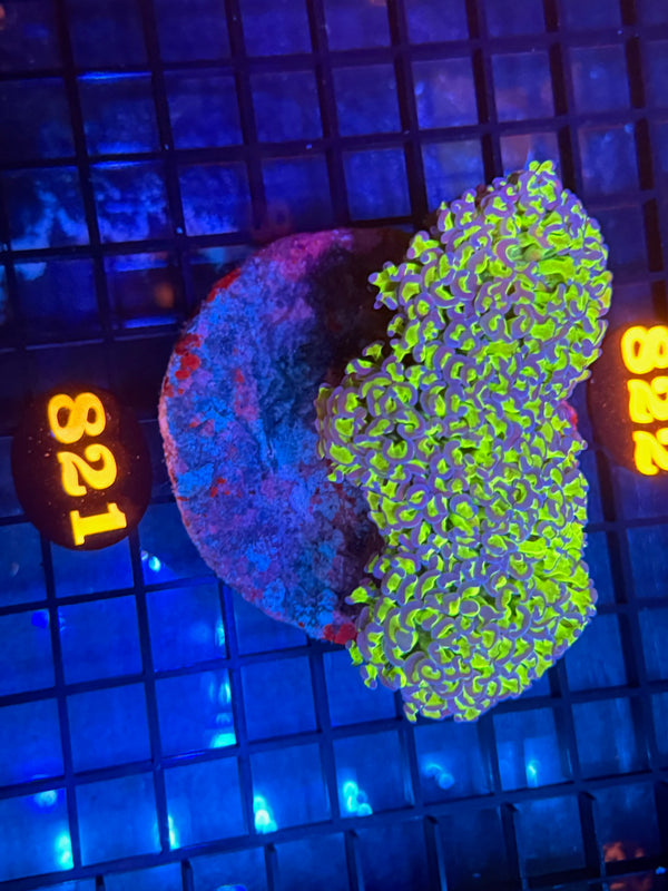 Episode 533 Live Sale Orange Tag #821 BICOLOR WALL HAMMER