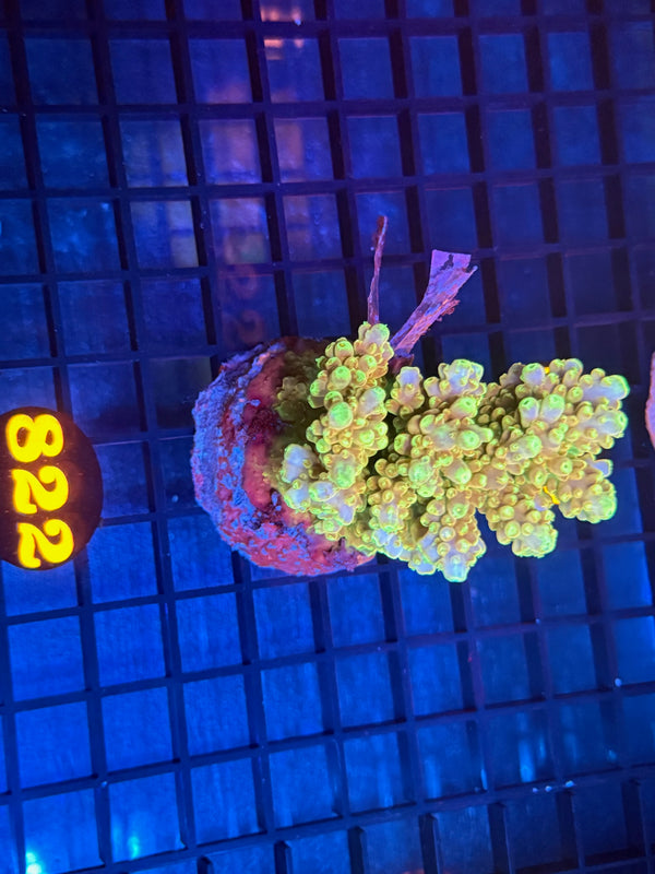 Episode 533 Live Sale Orange Tag #822 ACRO COLONY