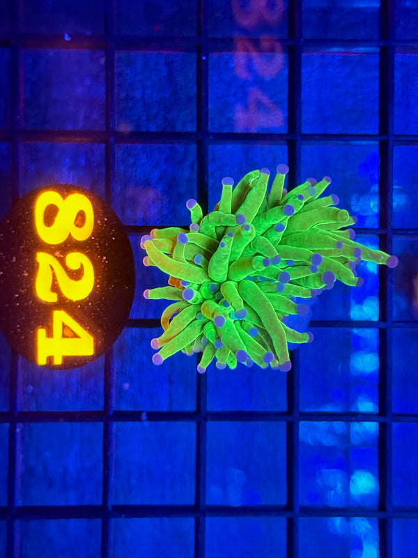 Episode 533 Live Sale Orange Tag #824 ULTRA TODDS TORCH