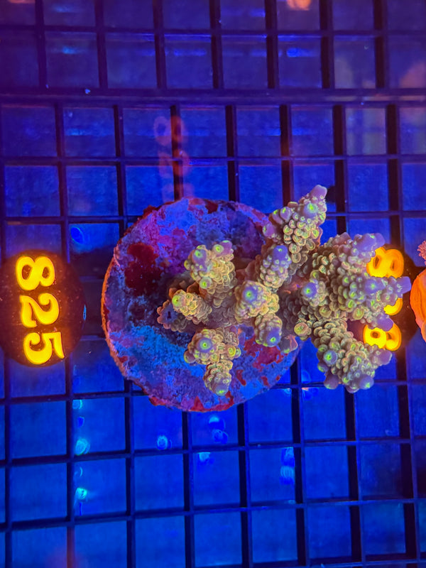 Episode 533 Live Sale Orange Tag #825 ACRO COLONY