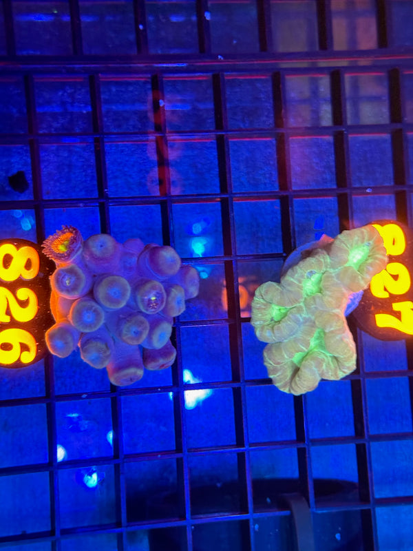 Episode 533 Live Sale Orange Tag #826 2 LOT FRAG PACK