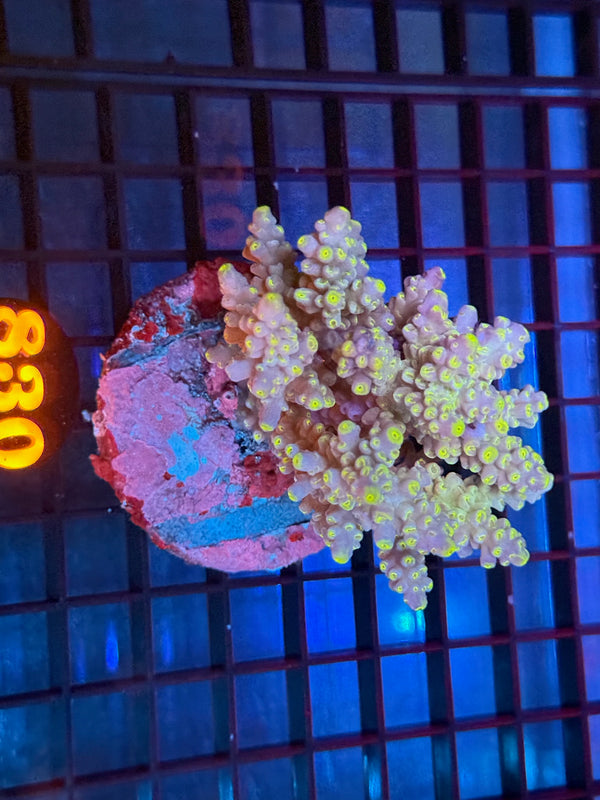 Episode 533 Live Sale Orange Tag #830 ACRO COLONY