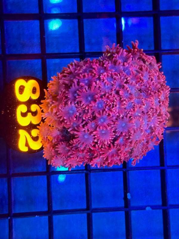 Episode 533 Live Sale Orange Tag #832 MULTI COLOR ALVEPORA COLONY