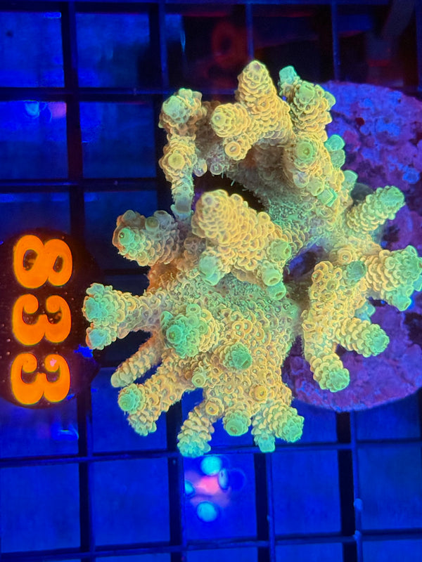 Episode 533 Live Sale Orange Tag #833 MILLIPORA COLONY