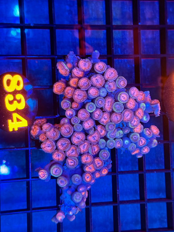 Episode 533 Live Sale Orange Tag #834 DESIGNER ZOA COLONY