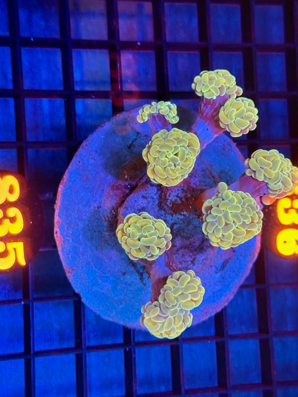 Episode 533 Live Sale Orange Tag #835 BI COLOR BRANCHING HAMMER COLONY