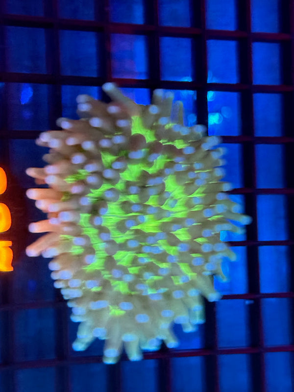 Episode 533 Live Sale Orange Tag #837 ULTRA HELIOFUNGIA PLATE ANENOME