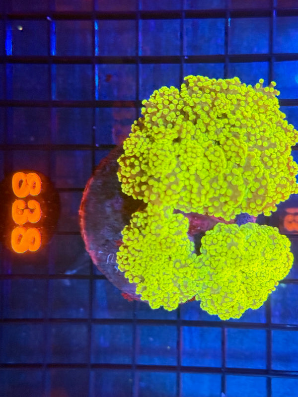 Episode 533 Live Sale Orange Tag #838 ULTRA FROGSPAWN COLONY