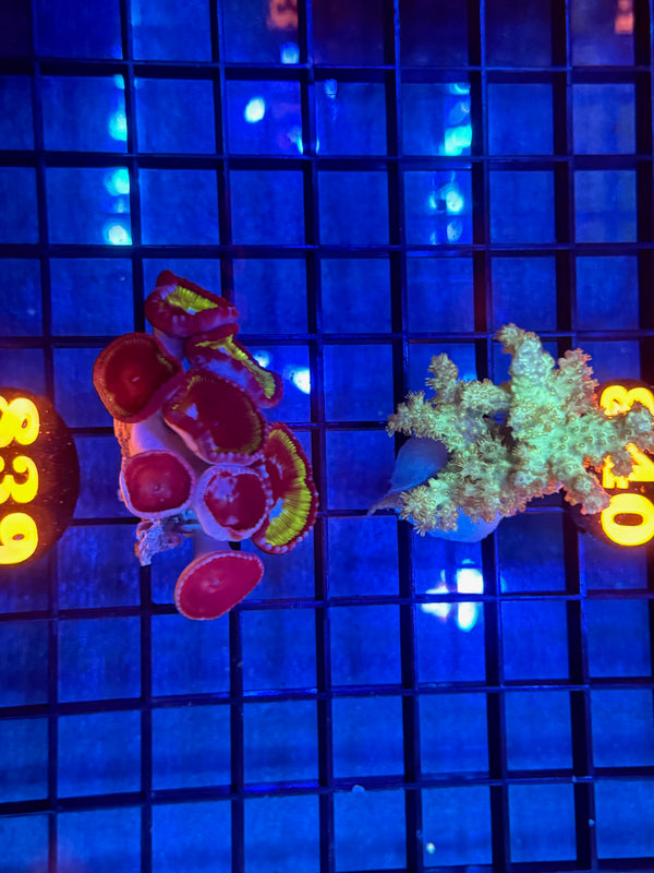 Episode 533 Live Sale Orange Tag #839 2 LOT FRAG PACK