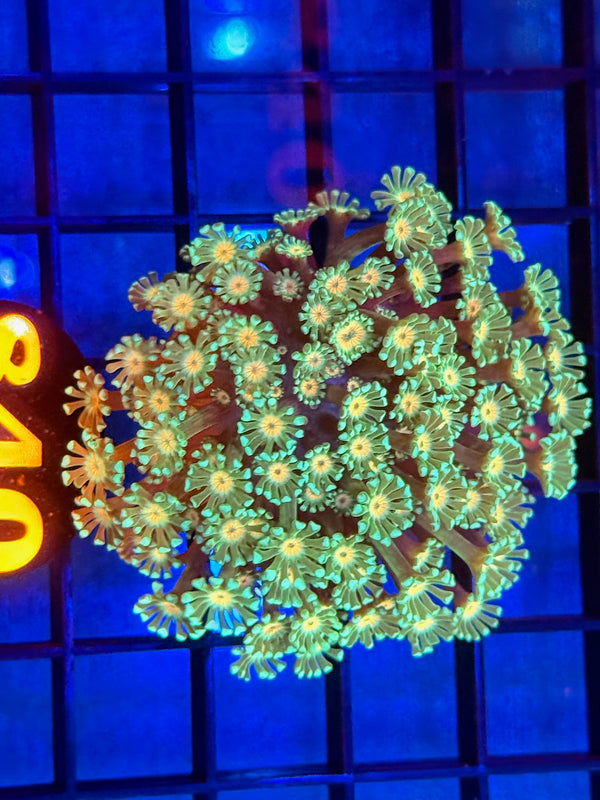 Episode 533 Live Sale Orange Tag #840 MULTI COLOR ALVEPORA COLONY