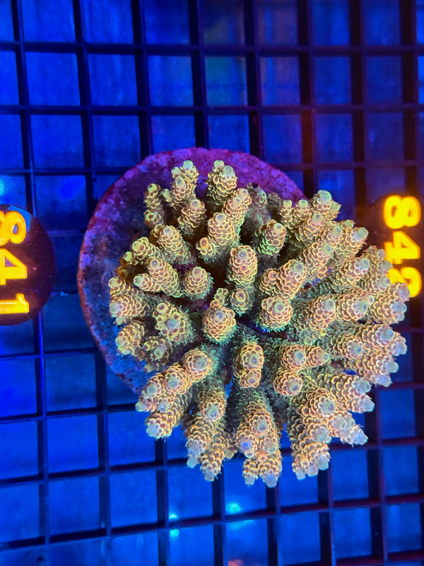 Episode 533 Live Sale Orange Tag #841 MILLIPORA COLONY