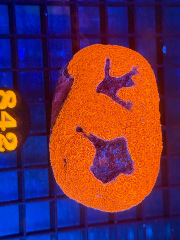 Episode 533 Live Sale Orange Tag #842 RAINBOW FLOWERPOT COLONY