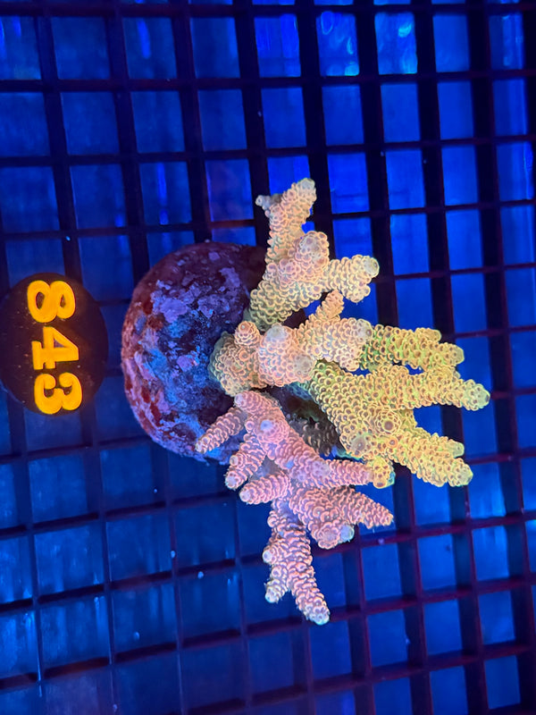 Episode 533 Live Sale Orange Tag #843 MILLIPORA COLONY