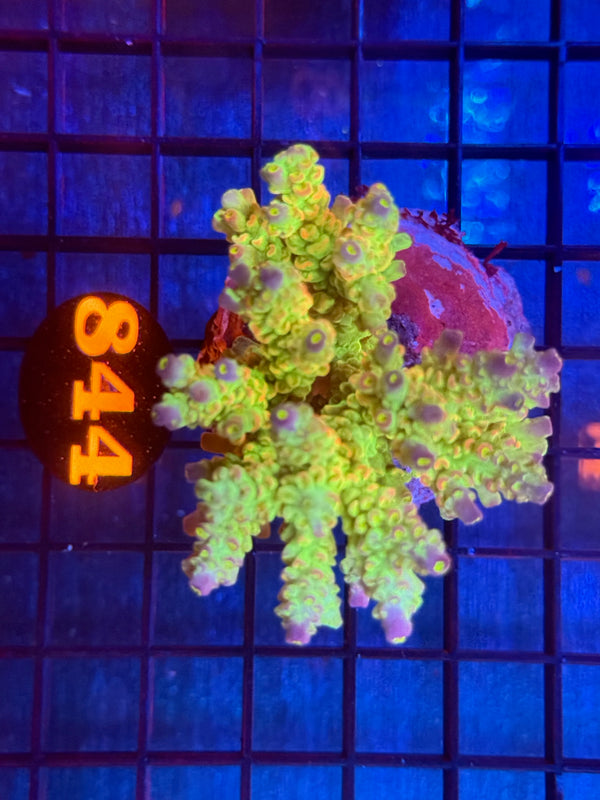 Episode 533 Live Sale Orange Tag #844 ACRO COLONY